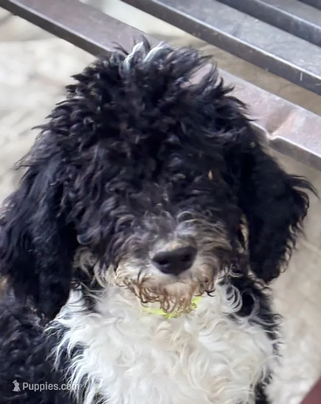 Franklin – Shepadoodle puppy for sale in Winfield, TN