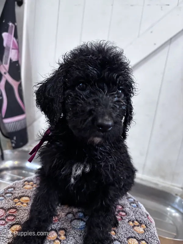 Bell – Poodle - Standard  puppy for sale in Winfield, TN