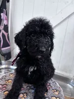 Bell, a female Poodle - Standard  for sale in Winfield, TN – 1 of 1