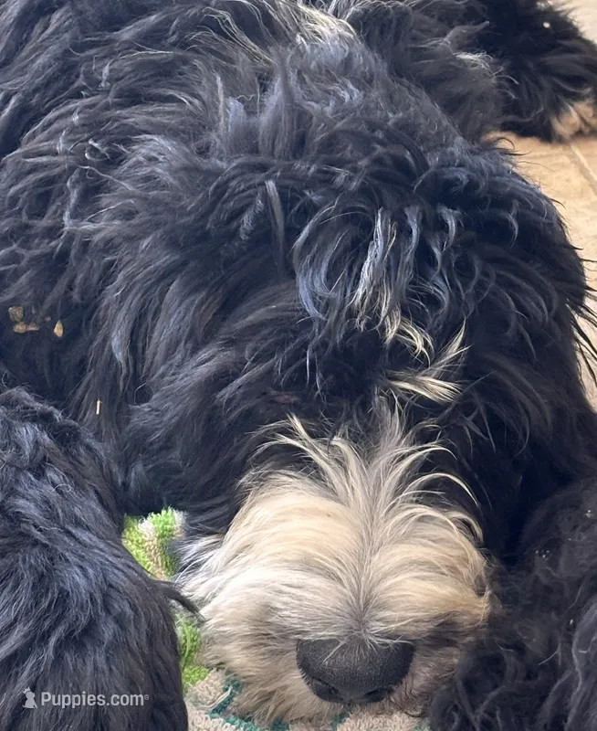 Colonel  – Shepadoodle puppy for sale in Winfield, TN
