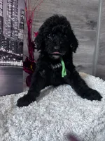 Star, a female Poodle - Standard  for sale in Winfield, TN – 2 of 2