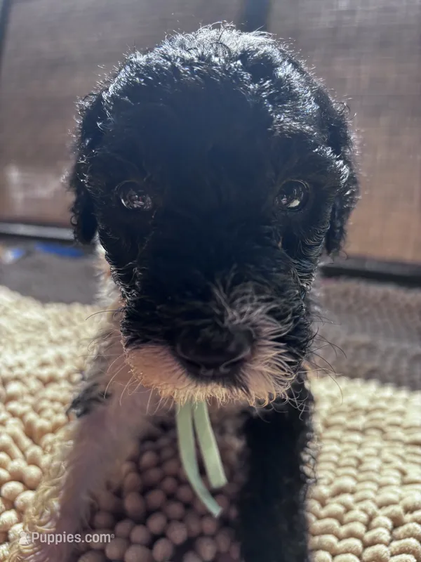 Liberty  – Shepadoodle puppy for sale in Winfield, TN