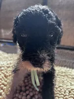 Liberty , a female Shepadoodle for sale in Winfield, TN – 1 of 1
