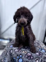 Hope, a female Poodle - Standard  for sale in Winfield, TN – 2 of 2