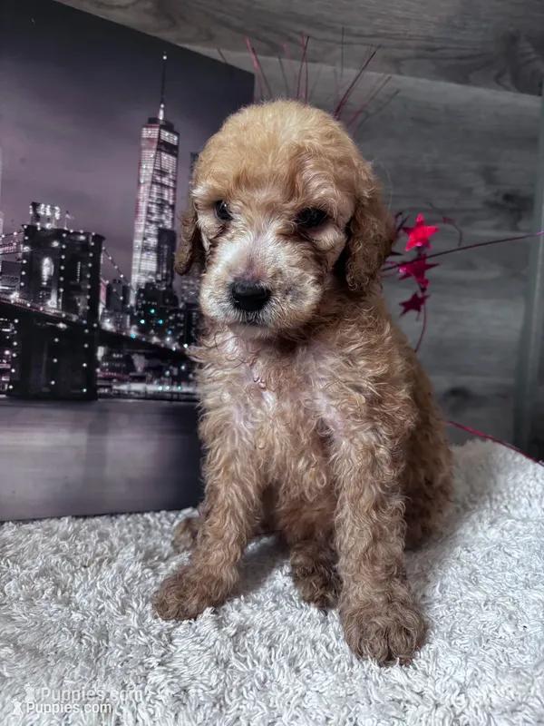 Betsy  – Poodle - Standard  puppy for sale in Winfield, TN
