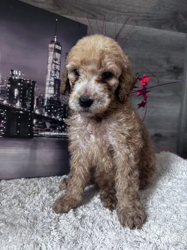 Betsy  – Poodle - Standard  puppy for sale in Winfield, TN