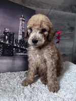 Betsy , a female Poodle - Standard  for sale in Winfield, TN – 1 of 1