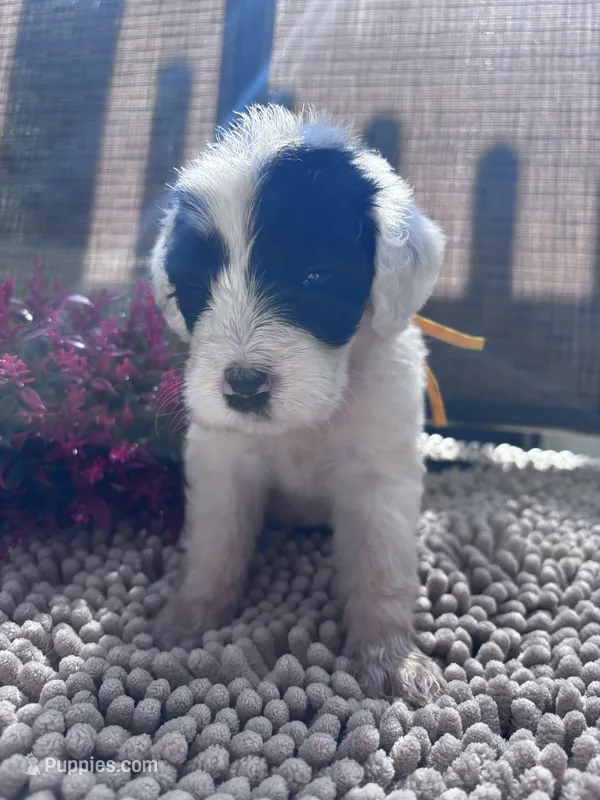 Betsy – Shepadoodle puppy for sale in Winfield, TN