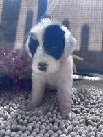 Betsy, a female Shepadoodle for sale in Winfield, TN – 1 of 1