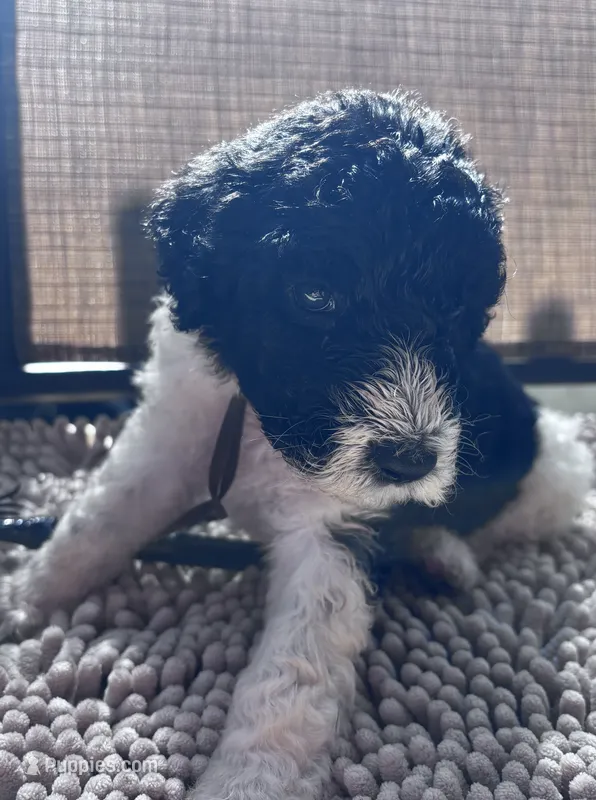 Francis – Shepadoodle puppy for sale in Winfield, TN