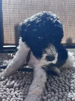 Francis, a female Shepadoodle for sale in Winfield, TN – 1 of 1