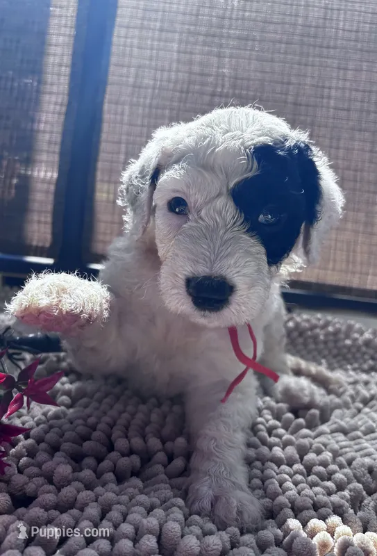 Bejin – Shepadoodle puppy for sale in Winfield, TN