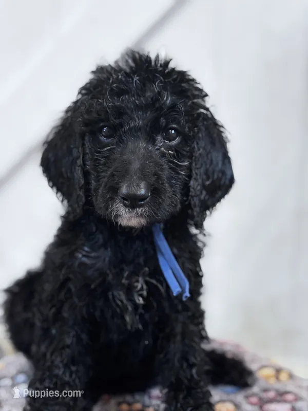 Georgia  – Poodle - Standard  puppy for sale in Winfield, TN