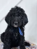 Georgia , a female Poodle - Standard  for sale in Winfield, TN – 1 of 2