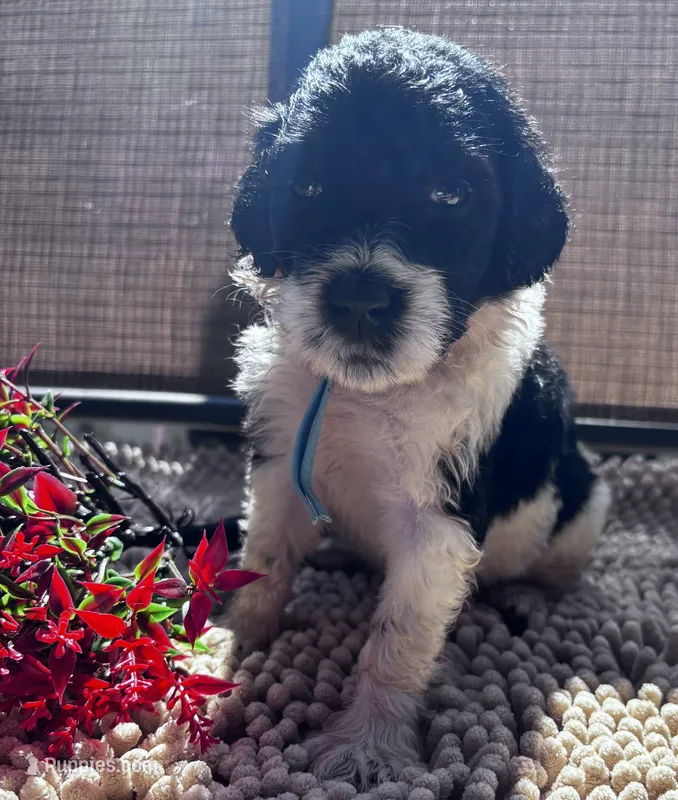 Juliette – Shepadoodle puppy for sale in Winfield, TN