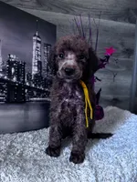 Hope, a female Poodle - Standard  for sale in Winfield, TN – 1 of 1