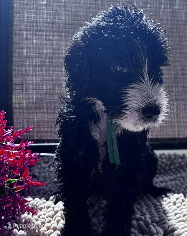 Franklin – Shepadoodle puppy for sale in Winfield, TN