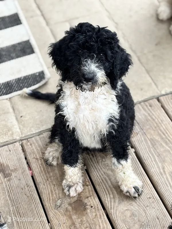 Colonel  – Shepadoodle puppy for sale in Winfield, TN