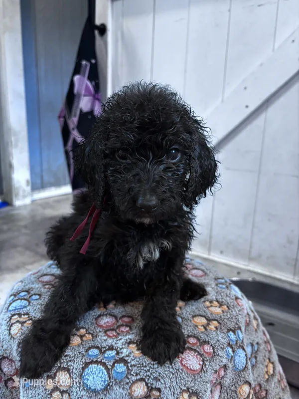 Virginia  – Poodle - Standard  puppy for sale in Winfield, TN