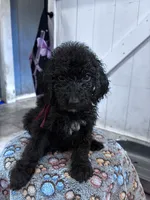 Virginia , a female Poodle - Standard  for sale in Winfield, TN – 1 of 1