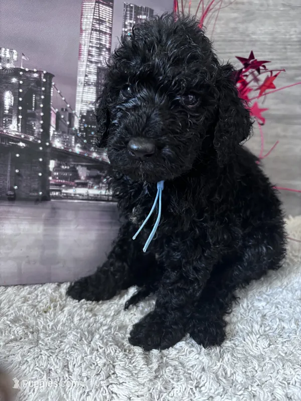 Bell – Poodle - Standard  puppy for sale in Winfield, TN