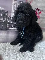 Bell, a female Poodle - Standard  for sale in Winfield, TN – 1 of 1