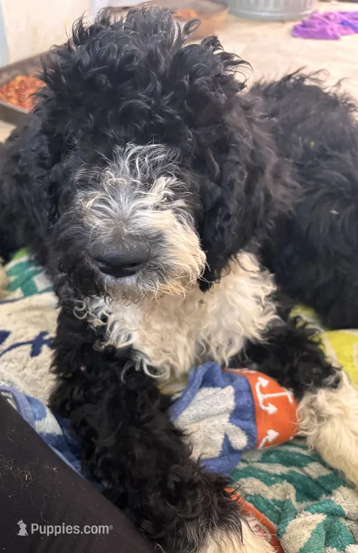 Franklin – Shepadoodle puppy for sale in Winfield, TN