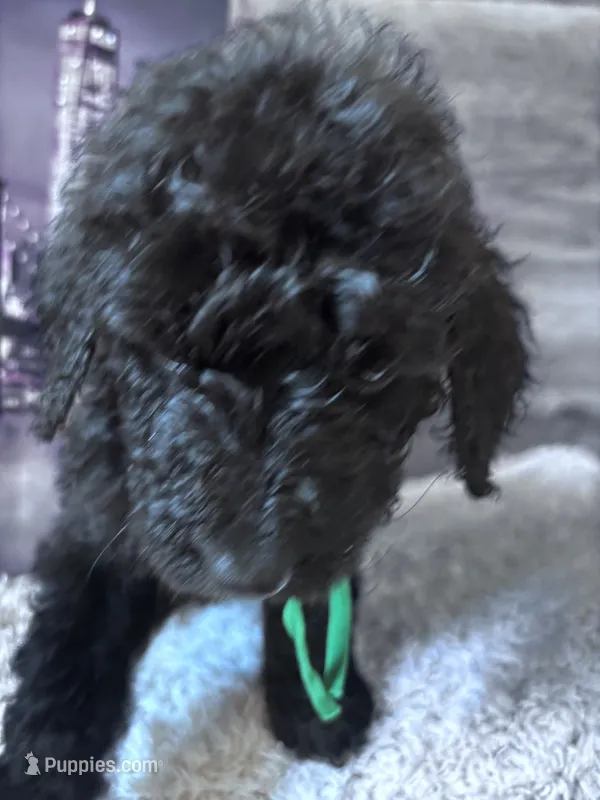 Star – Poodle - Standard  puppy for sale in Winfield, TN
