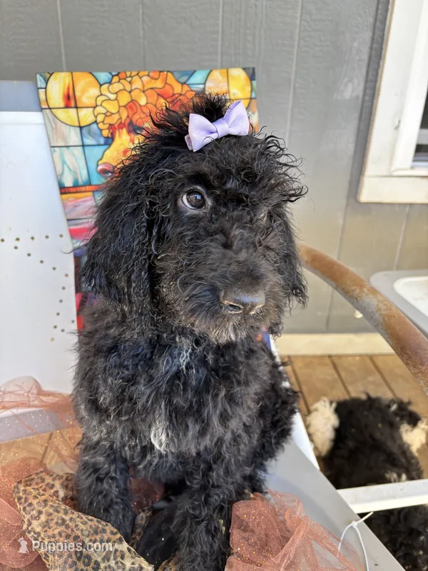 Virginia  – Poodle - Standard  puppy on hold in Winfield, TN
