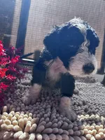 Virginus, a female Shepadoodle for sale in Winfield, TN – 1 of 1