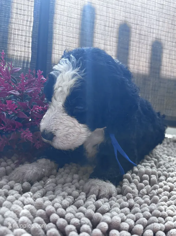 Starla – Shepadoodle puppy for sale in Winfield, TN