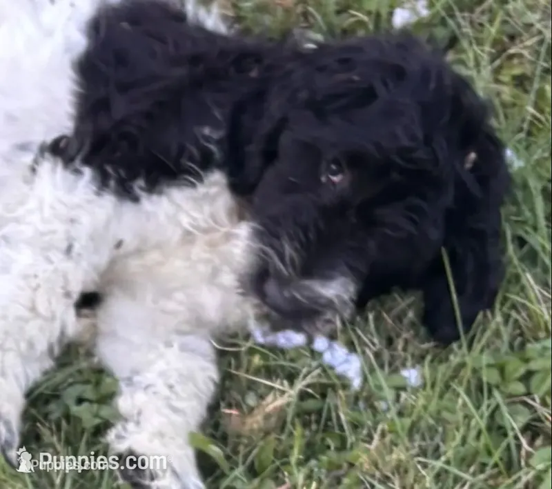 Francis – Shepadoodle puppy for sale in Winfield, TN