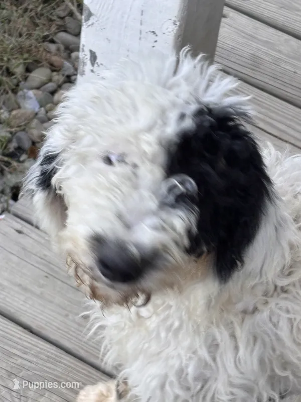 Benjamin  – Shepadoodle puppy for sale in Winfield, TN