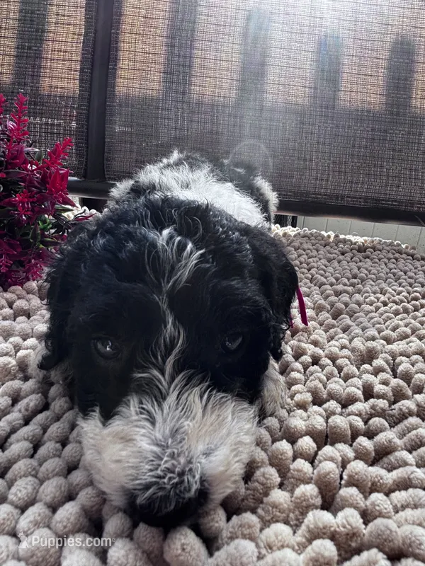 Bell – Shepadoodle puppy for sale in Winfield, TN