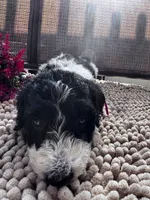 Bell, a female Shepadoodle for sale in Winfield, TN – 1 of 1