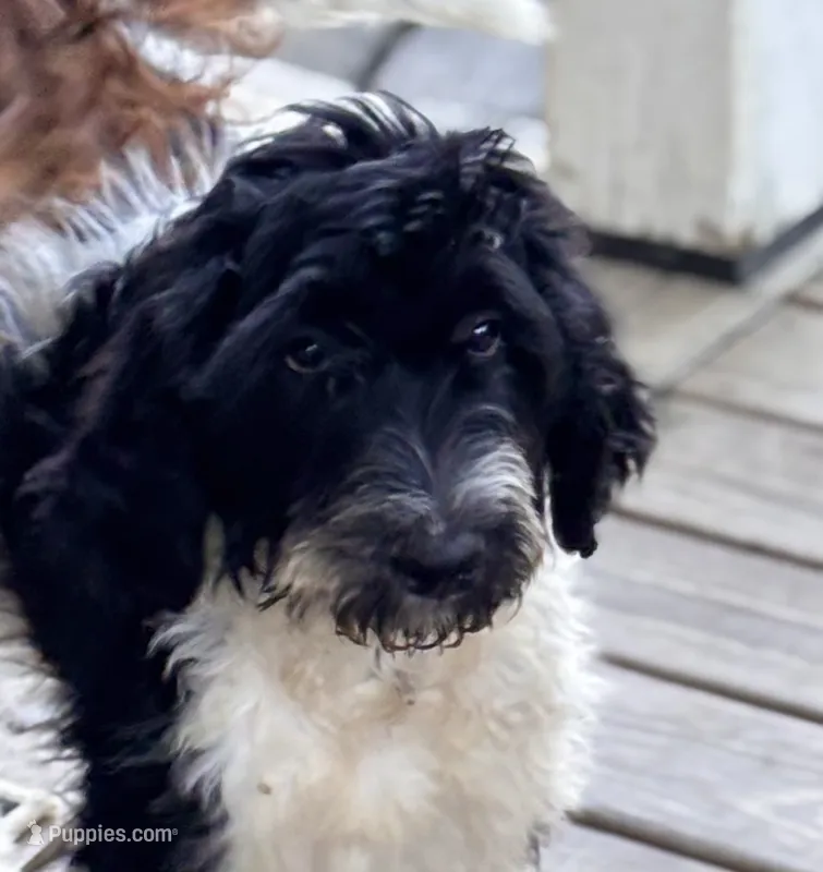 Colonel  – Shepadoodle puppy for sale in Winfield, TN