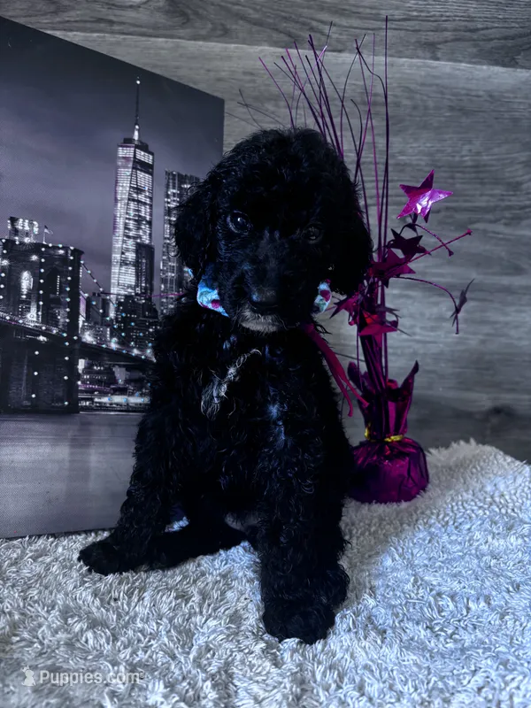 Georgia  – Poodle - Standard  puppy for sale in Winfield, TN