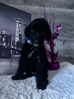Georgia , a female Poodle - Standard  for sale in Winfield, TN – 1 of 1