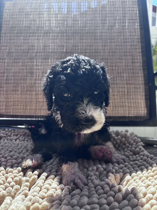 Colonel  – Shepadoodle puppy for sale in Winfield, TN