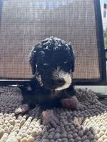 Colonel , a male Shepadoodle for sale in Winfield, TN – 1 of 1