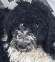 Iberty, a female Sheepadoodle for sale in Winfield, TN – 1 of 1
