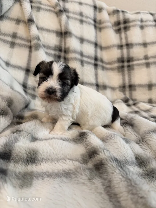 Pearl – Havanese puppy for sale in Athens, TX