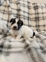 Pearl, a female Havanese for sale in Athens, TX – 1 of 5