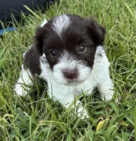 Charlie, a male Havanese for sale in Athens, TX – Photo 3 of 6