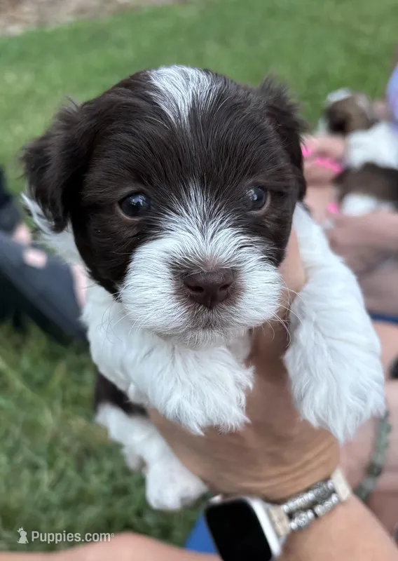 Charlie, a male Havanese for sale in Athens, TX – Photo 1 of 6