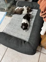 Charlie, a male Havanese for sale in Athens, TX – Photo 5 of 6