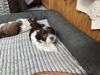 Charlie, a male Havanese for sale in Athens, TX – Photo 4 of 6