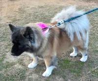 Emilu, a female Akita for sale in Athens, TX – 3 of 4