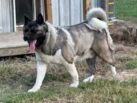 Espen, a female Akita for sale in Athens, TX – Photo 2 of 2