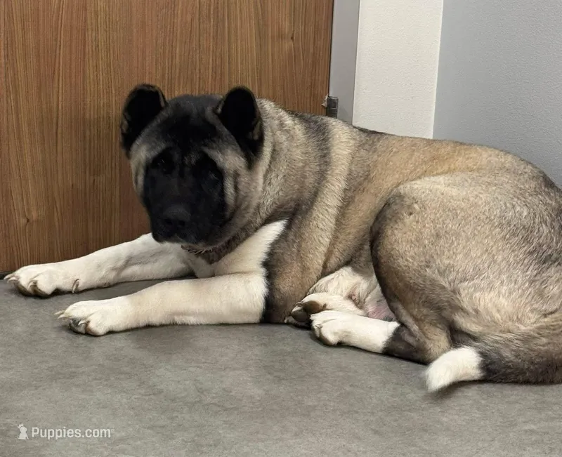 Espen – Akita puppy for sale in Athens, TX